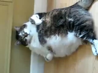 cats: fat and funny.